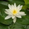 Waterlelie (Nymphaea 'Gladstoniana') D 11 H 30 Cm -Tuin Planten Winkel 8713469105392