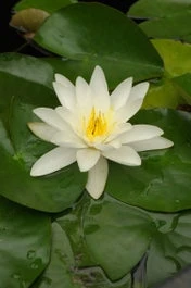 Waterlelie (Nymphaea 'Gladstoniana') D 11 H 30 Cm