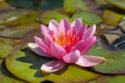 Waterlelie (Nymphaea 'Laydekeri Lilacea') D 11 H 30 Cm