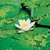 Waterlelie (Nymphaea 'Marliacea Albida') D 11 H 30 Cm -Tuin Planten Winkel 8713469105453