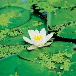 Waterlelie (Nymphaea 'Marliacea Albida') D 11 H 30 Cm