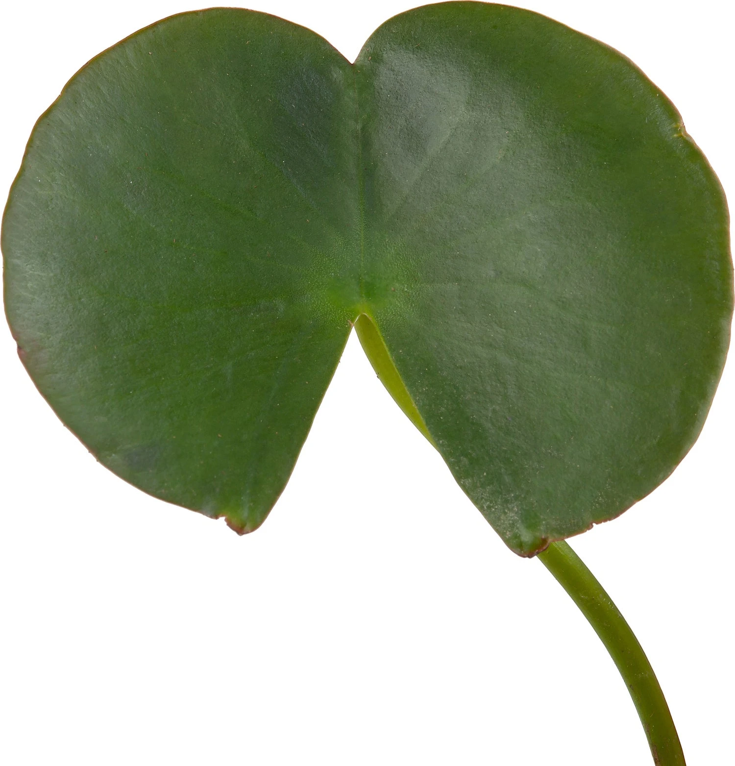 Waterlelie (Nymphaea 'Madame 'Wilfron Gonnère') D 11 H 30 Cm 5 Waterlelie (Nymphaea 'Madame 'Wilfron Gonnère') D 11 H 30 Cm - Afbeelding 3