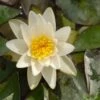 Waterlelie (Nymphaea 'Pygmea Alba') D 11 H 30 Cm -Tuin Planten Winkel 8713469105538