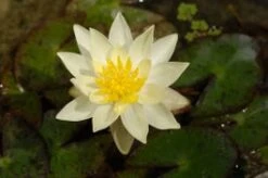 Waterlelie (Nymphaea 'Pygmea Helvola') D 11 H 30 Cm