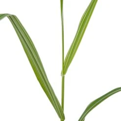 Kanariegras (Phalaris Arundinacea 'Picta') D 9 H 20 Cm 7 Kanariegras (Phalaris Arundinacea 'Picta') D 9 H 20 Cm -Tuin Planten Winkel 8713469105675 2 1