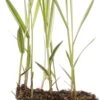 Kanariegras (Phalaris Arundinacea 'Picta') D 9 H 20 Cm -Tuin Planten Winkel 8713469105675 3 1