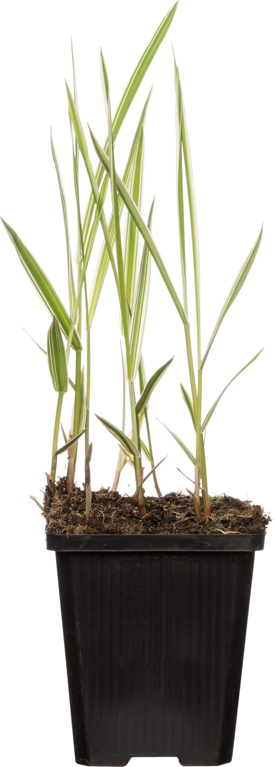 Kanariegras (Phalaris Arundinacea 'Picta') D 9 H 20 Cm 3 Kanariegras (Phalaris Arundinacea 'Picta') D 9 H 20 Cm