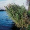 Riet (Phragmites Australis) D 9 H 20 Cm -Tuin Planten Winkel 8713469105682