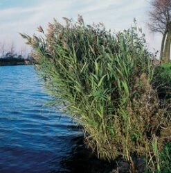 Riet (Phragmites Australis) D 9 H 20 Cm