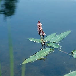 Veenwortel (Polygonum Amphibium) D 9 H 20 Cm 3 Veenwortel (Polygonum Amphibium) D 9 H 20 Cm