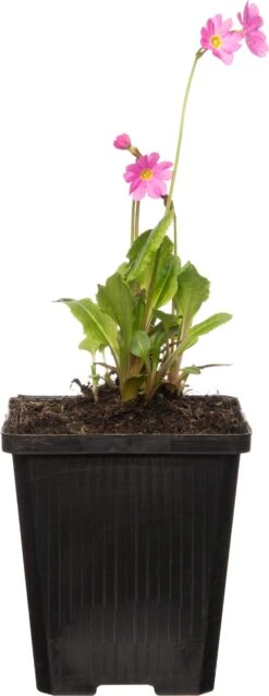 Sleutelbloem (Primula Rosea) D 9 H 20 Cm