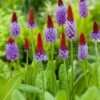 Orchideeënprimula (Primula Vialii) D 9 H 20 Cm -Tuin Planten Winkel 8713469105828