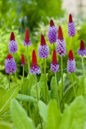 Orchideeënprimula (Primula Vialii) D 9 H 20 Cm