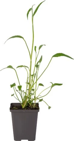 Egelboterbloem (Ranunculus Flammula) D 9 H 20 Cm -Tuin Planten Winkel 8713469105859 1 1