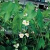 Breedbladig Pijlkruid (Sagittaria Latifolia) D 9 H 20 Cm -Tuin Planten Winkel 8713469105897