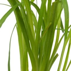 Moerasgladiool (Schizostylis Coccinea 'Major') D 9 H 20 Cm 7 Moerasgladiool (Schizostylis Coccinea 'Major') D 9 H 20 Cm -Tuin Planten Winkel 8713469105941 2 1