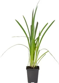 Moerasgladiool (Schizostylis Coccinea 'Mrs. Hegarty') D 9 H 20 Cm 6 Moerasgladiool (Schizostylis Coccinea 'Mrs. Hegarty') D 9 H 20 Cm -Tuin Planten Winkel 8713469105958 1 1