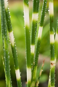 Bonte Bies (Scirpus Tabernaemontanii 'Zebrinus') D 9 H 20 Cm