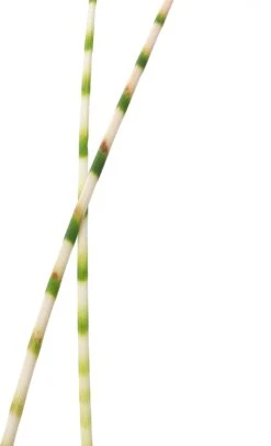 Bonte Bies (Scirpus Tabernaemontanii 'Zebrinus') D 9 H 20 Cm 7 Bonte Bies (Scirpus Tabernaemontanii 'Zebrinus') D 9 H 20 Cm -Tuin Planten Winkel 8713469105996 2