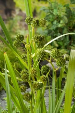 Grote Egelskop (Sparganium Erectum) D 9 H 20 Cm