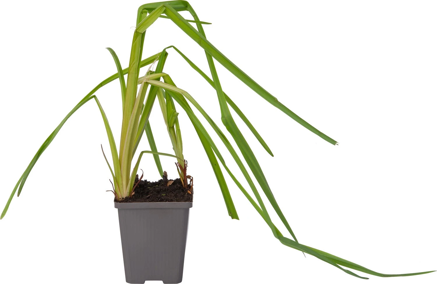 Grote Egelskop (Sparganium Erectum) D 9 H 20 Cm 4 Grote Egelskop (Sparganium Erectum) D 9 H 20 Cm - Afbeelding 2