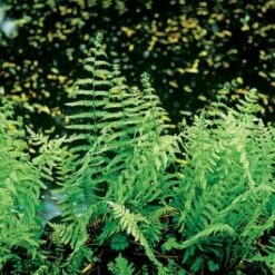 Moerasvaren (Thelypteris Palustris) D 9 H 20 Cm