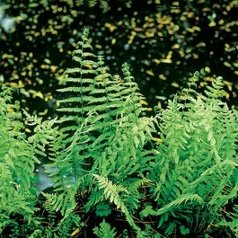 Moerasvaren (Thelypteris Palustris) D 9 H 20 Cm 3 Moerasvaren (Thelypteris Palustris) D 9 H 20 Cm