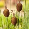 Dwerglisdodde (Typha Minima) D 9 H 20 Cm -Tuin Planten Winkel 8713469106153
