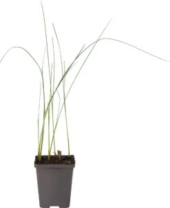 Dwerglisdodde (Typha Minima) D 9 H 20 Cm -Tuin Planten Winkel 8713469106153 1 1