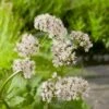 Valeriaan (Valeriana Officinalis) D 9 H 20 Cm 1 Valeriaan (Valeriana Officinalis) D 9 H 20 Cm -Tuin Planten Winkel 8713469106184
