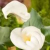 Aronskelk (Zantedeschia Aethiopica) D 9 H 20 Cm -Tuin Planten Winkel 8713469106207
