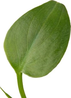 Aronskelk (Zantedeschia Aethiopica) D 9 H 20 Cm -Tuin Planten Winkel 8713469106207 2