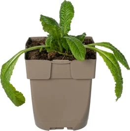 Gewone Kaardebol (Dipsacus Fullonum) D 11 H 15 Cm 3 Gewone Kaardebol (Dipsacus Fullonum) D 11 H 15 Cm