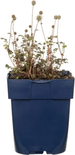 Stekelnootje (Acaena Microphylla 'Kupferteppich') D 11 H 10 Cm