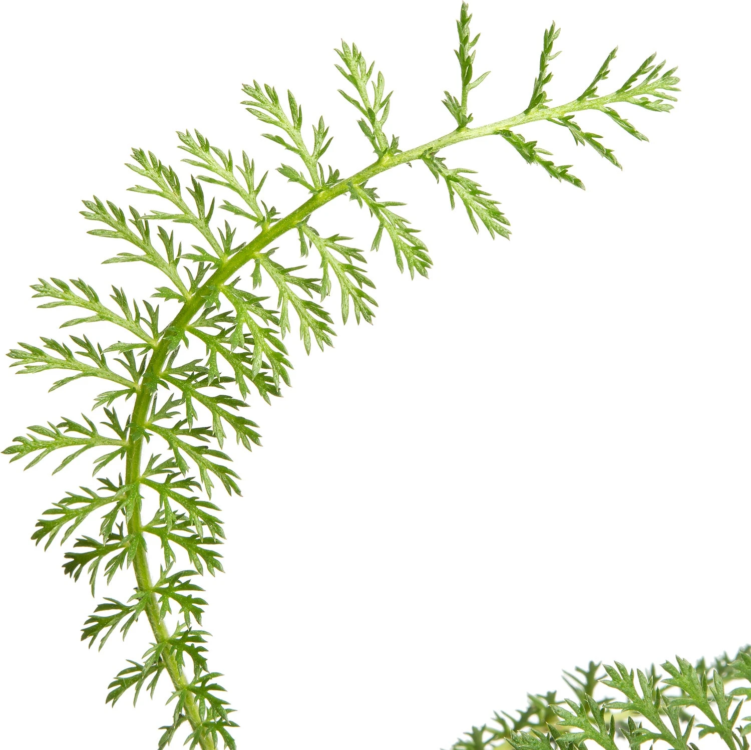 Duizendblad (Achillea Millefolium 'Lachsschönheit') D 11 H 15 Cm 4 Duizendblad (Achillea Millefolium 'Lachsschönheit') D 11 H 15 Cm - Afbeelding 2