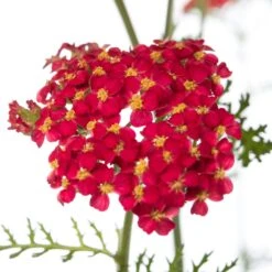 Duizendblad (Achillea Millefolium 'Paprika') D 11 H 10 Cm 5 Duizendblad (Achillea Millefolium 'Paprika') D 11 H 10 Cm -Tuin Planten Winkel 8713469119320 2 1