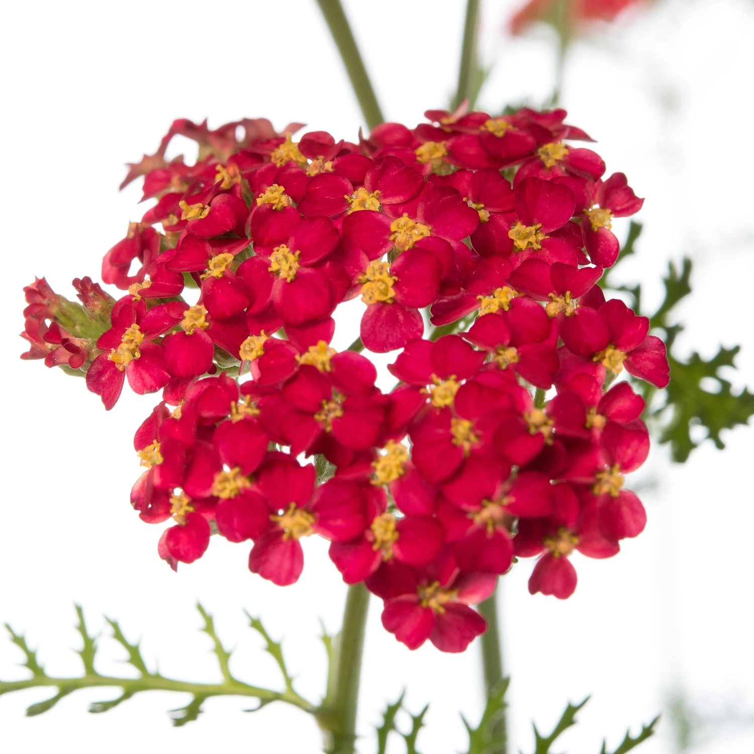 Duizendblad (Achillea Millefolium 'Paprika') D 11 H 10 Cm 4 Duizendblad (Achillea Millefolium 'Paprika') D 11 H 10 Cm - Afbeelding 2