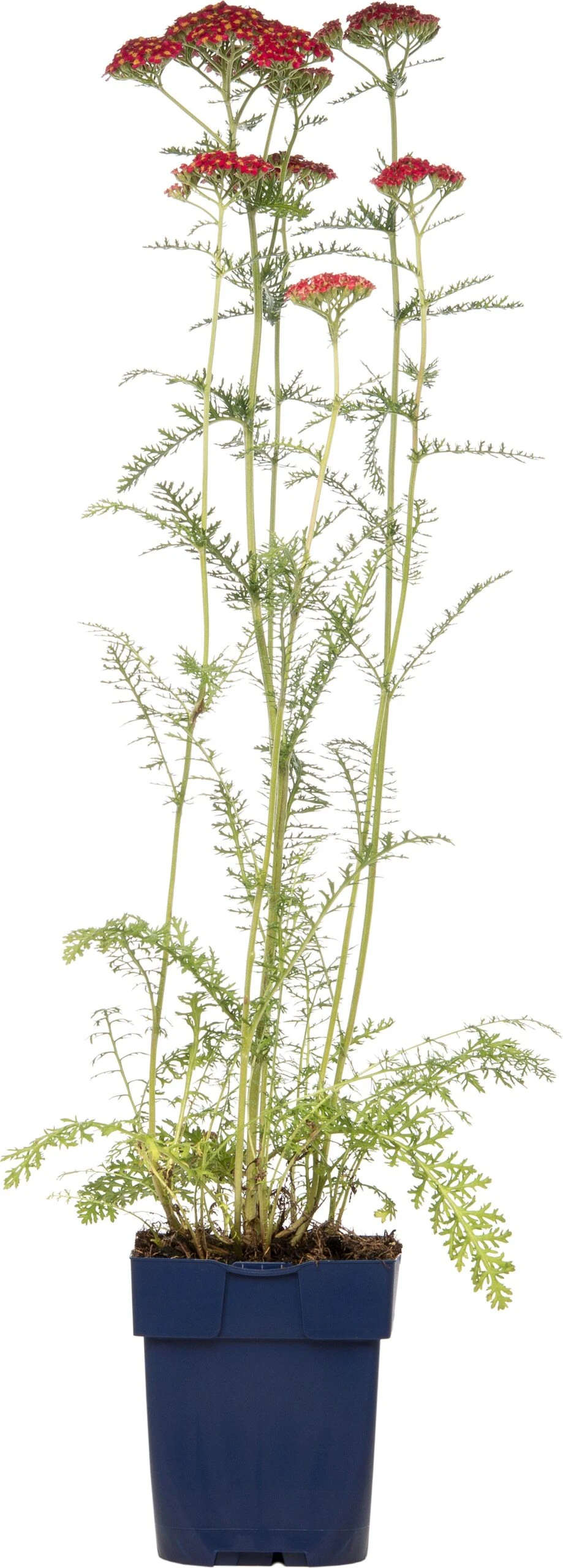 Duizendblad (Achillea Millefolium 'Paprika') D 11 H 10 Cm 3 Duizendblad (Achillea Millefolium 'Paprika') D 11 H 10 Cm