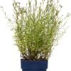 Duizendblad (Achillea Ptarmica 'The Pearl') D 11 H 10 Cm -Tuin Planten Winkel 8713469122467 3 1