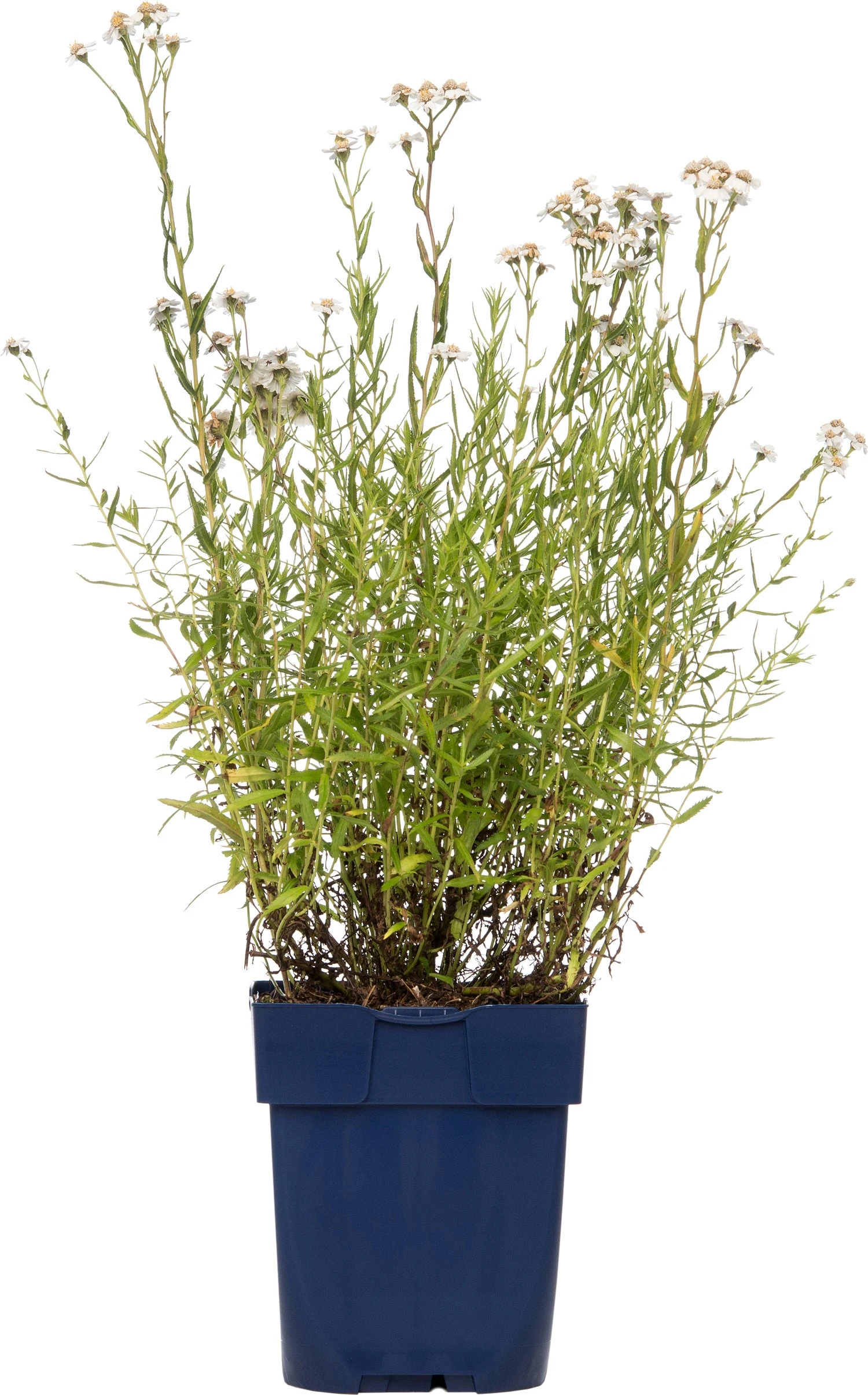 Duizendblad (Achillea Ptarmica 'The Pearl') D 11 H 10 Cm 3 Duizendblad (Achillea Ptarmica 'The Pearl') D 11 H 10 Cm