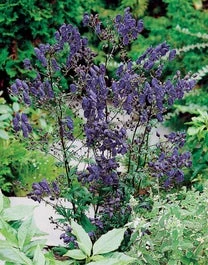 Monnikskap (Aconitum Henryi 'Spark's Variety') D 11 H 10 Cm 3 Monnikskap (Aconitum Henryi 'Spark's Variety') D 11 H 10 Cm