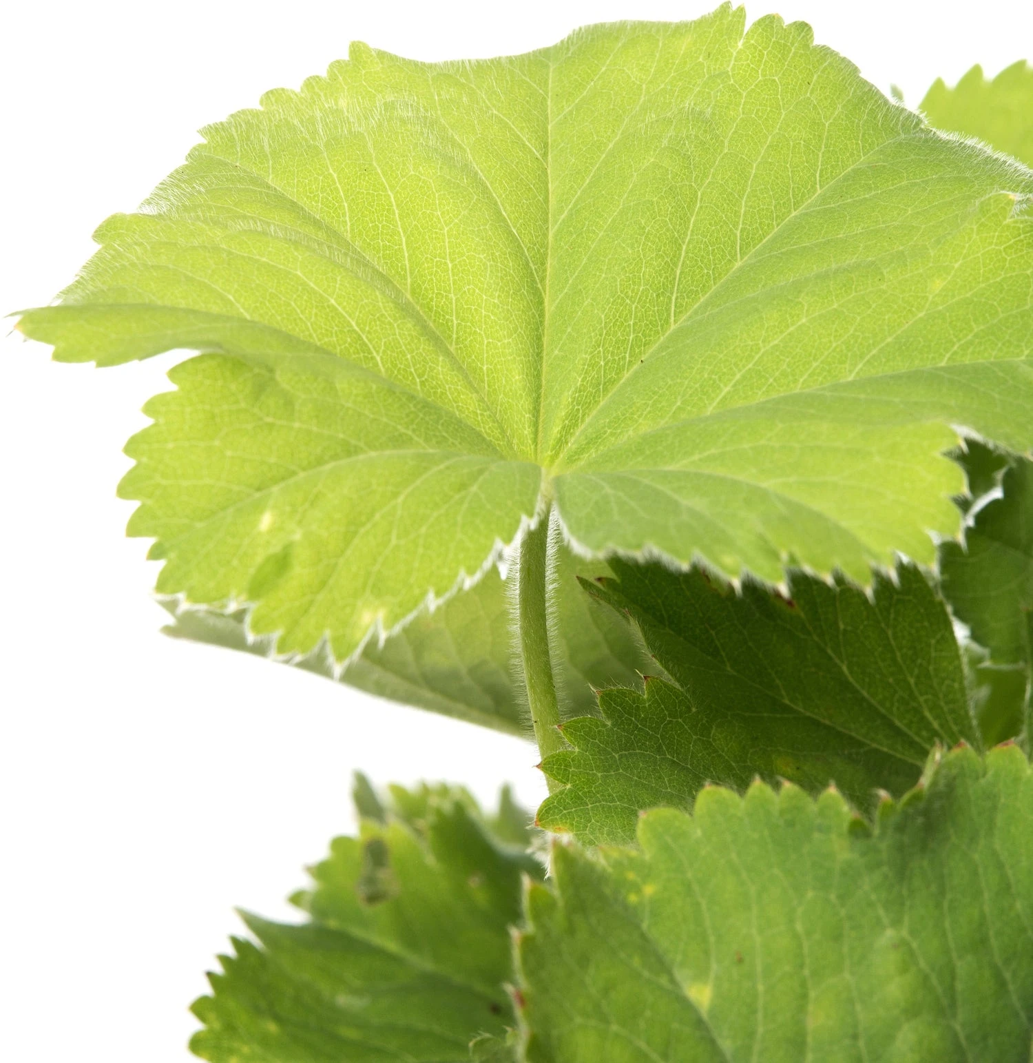 Vrouwenmantel (Alchemilla Mollis) D 11 H 10 Cm 4 Vrouwenmantel (Alchemilla Mollis) D 11 H 10 Cm - Afbeelding 2