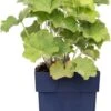 Vrouwenmantel (Alchemilla Mollis) D 11 H 10 Cm -Tuin Planten Winkel 8713469135535 3 1