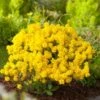 Schildzaad (Alyssum Montanum) D 11 H 10 Cm 1 Schildzaad (Alyssum Montanum) D 11 H 10 Cm -Tuin Planten Winkel 8713469144131 2 1