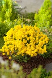 Schildzaad (Alyssum Montanum) D 11 H 10 Cm