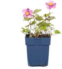 Herfstanemoon (Anemone Hybrida 'Pamina') D 11 H 70 Cm