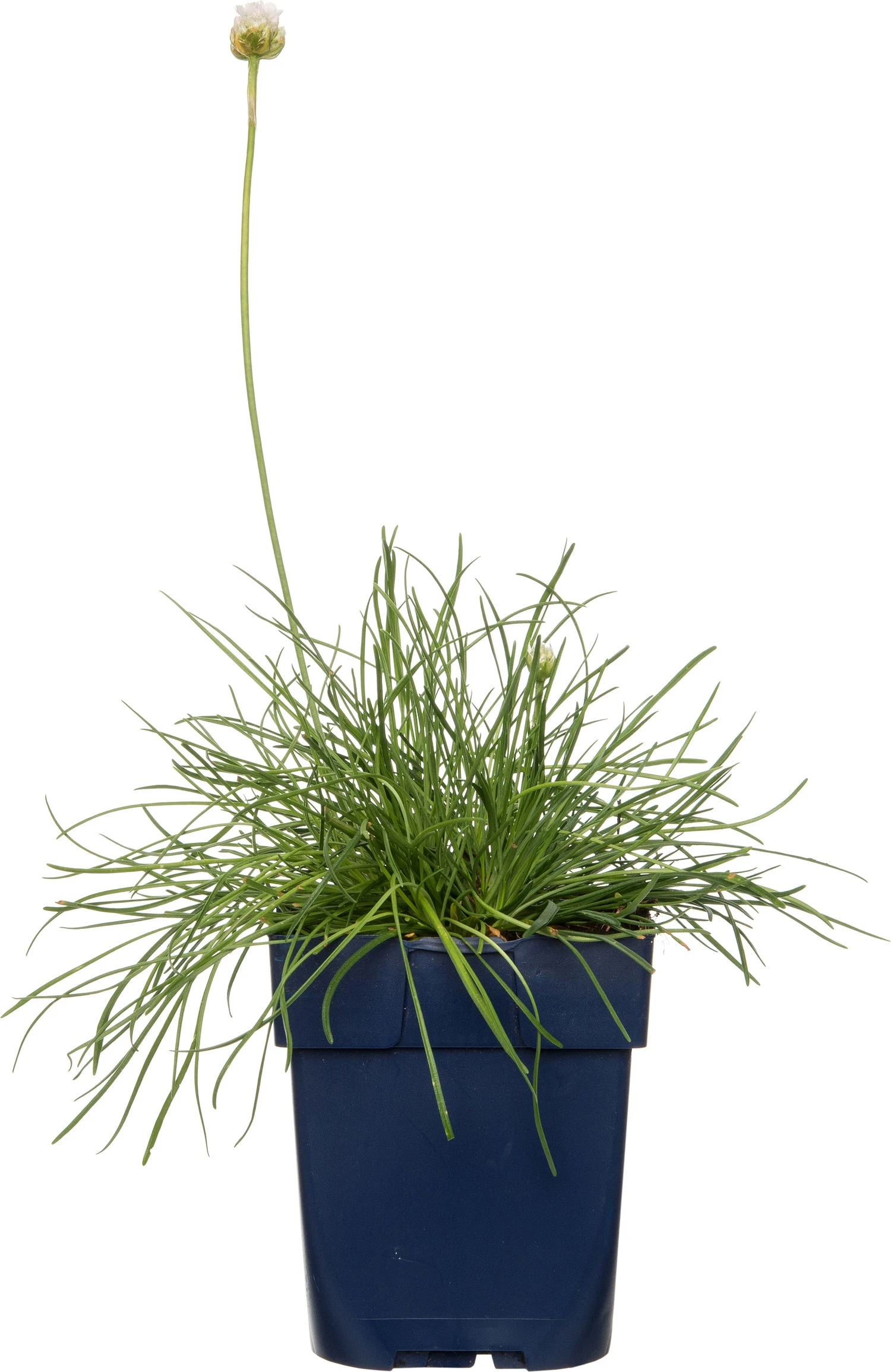 Engels Gras (Armeria Maritima 'Alba') D 11 H 10 Cm 3 Engels Gras (Armeria Maritima 'Alba') D 11 H 10 Cm