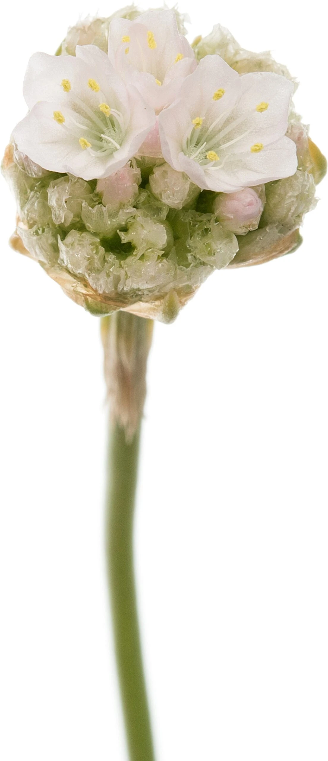 Engels Gras (Armeria Maritima 'Alba') D 11 H 10 Cm 4 Engels Gras (Armeria Maritima 'Alba') D 11 H 10 Cm - Afbeelding 2