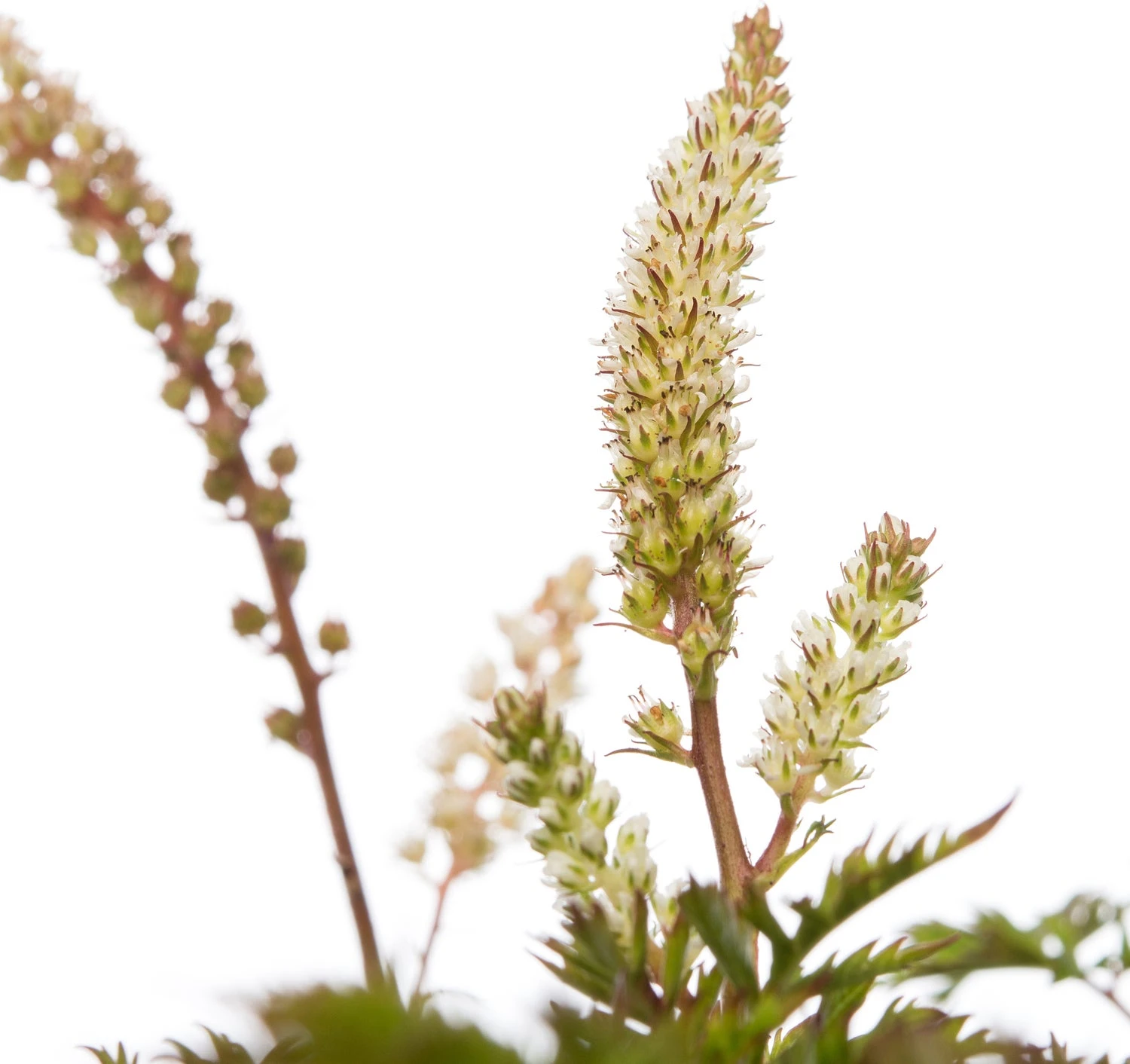 Geitenbaard (Aruncus Aethusifolius) D 11 H 10 Cm 4 Geitenbaard (Aruncus Aethusifolius) D 11 H 10 Cm - Afbeelding 2