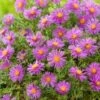 Aster (Aster Divaricatus 'Alice Haslam') D 11 H 40 Cm 2 Aster (Aster Divaricatus 'Alice Haslam') D 11 H 40 Cm -Tuin Planten Winkel 8713469189330